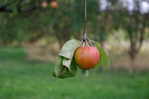Auf städtischen Wiesen werden Äpfel geerntet. Archivfoto: Mundraub
