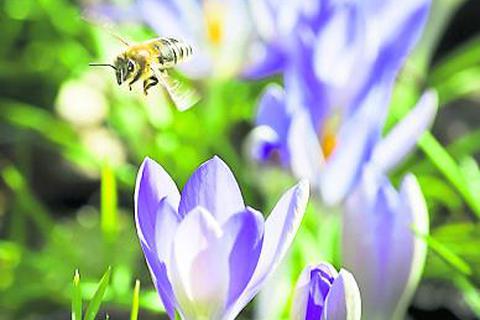 Eine Biene im Landeanflug auf einen blühenden Krokus. Dieses Bild könnte man in Bürstadt im kommenden Frühjahr öfter sehen, wenn zuvor Saatgutkapseln am Bienenfutterautomaten gekauft und dann eingepflanzt wurden. Archivfoto: dpa