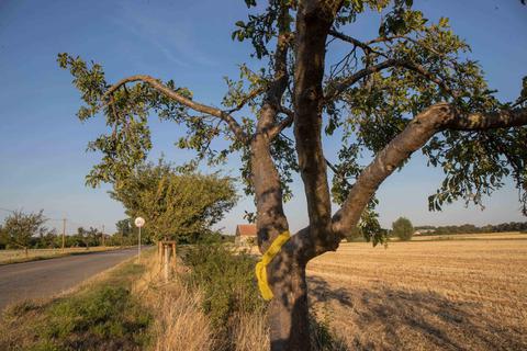 Ein gelbes Band markiert Obstbäume, die kostenlos abgeerntet werden können. Symbolfoto: Thorsten Gutschalk