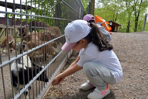 Konzentriert werden die Ziegen gefüttert. 20 ukrainische Kinder aus Lindenfels waren mit ihren Müttern auf Einladung des Freundeskreises im Bergtierpark zu Besuch. Dagmar Jährling