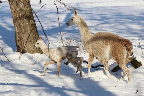 Bis auf den Schnee geht für die Lamas im Bergtierpark alles seinen üblichen Gang. Foto: Katja Gesche