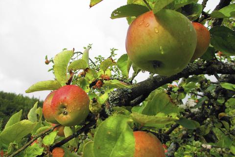 Streuobstwiesen mit Apfelbäumen sind typisch für die Odenwälder Kulturlandschaft. Archivfoto: Katja Gesche