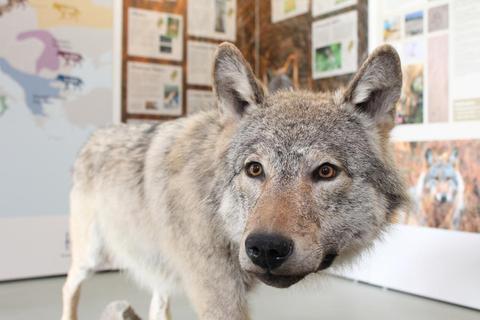 Blickfang: Ein präparierter Wolf zählt für Besucher zu den Höhepunkten der Ausstellung im Bergtierpark.Fotos: Katja Gesche  Foto: 
