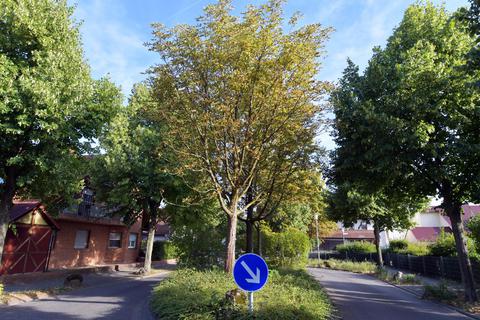 Das Stadtgrün leidet unter der Trockenheit. So auch die Rosskastanienbäume wie hier am Blütenweg in Heppenheim. Foto: Dagmar Jährling