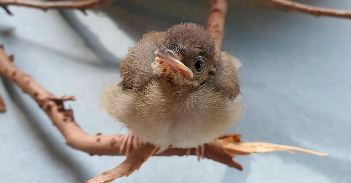 Kirschhausen Viel los in der Vogelpension Chalwatzis