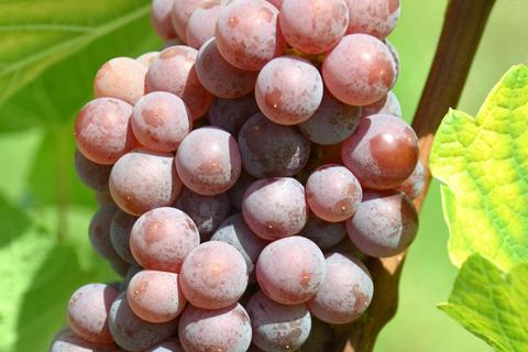 Der Souvignier gris ist einer der sogenannten Piwi-Weinsorten. Sie sind besonders robust und pilzwiderstandsfähig. © Reinhard Antes
