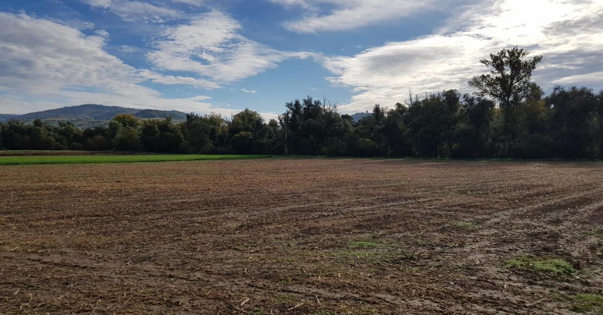 Bergstraße district: Conservationists criticize direct cycle route