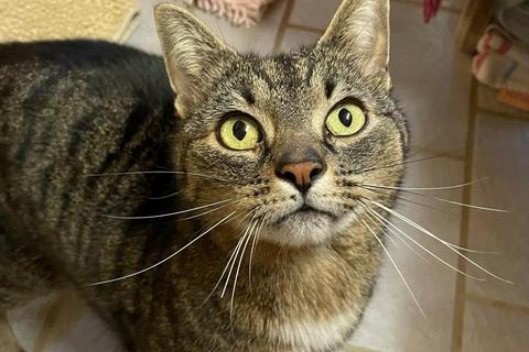 Kater Luca ist sechs Jahre alt. Foto: Tierheim