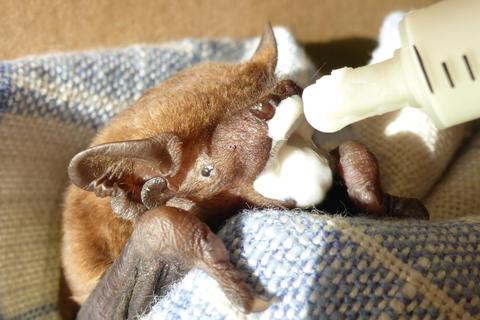 Wenn Fledermäuse verletzt aufgefunden werden, müssen sie oftmals vorsichtig von Hand aufgezogen werden. Foto: dpa