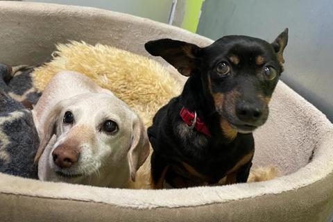 Dackelmix Lara und Zwergpinscher Tina wünschen sich nur zusammen ein ruhiges Plätzchen. Foto: Tierheim Heppenheim