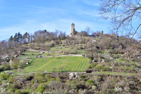Der Heppenheimer Weinbau-Betrieb Antes trennt sich von seiner unrentabel gewordenen Keimzelle am Schloßberg. Auf dessen Südhang liegt die größte zusammenhängende Anbaufläche. 