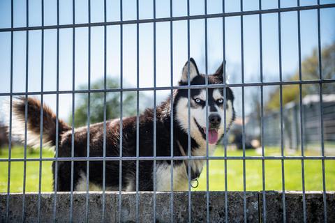 Wer sich in Heppenheim einen Hund aus dem Tierheim holt, wird derzeit nur für ein Jahr von der Hundesteuer befreit. Die Tierschutzpartei startet nun einen neuen Anlauf, der zumindest eine deutliche finanzielle Entlastung der Halter vorsieht. Archivfoto: Sascha Lotz