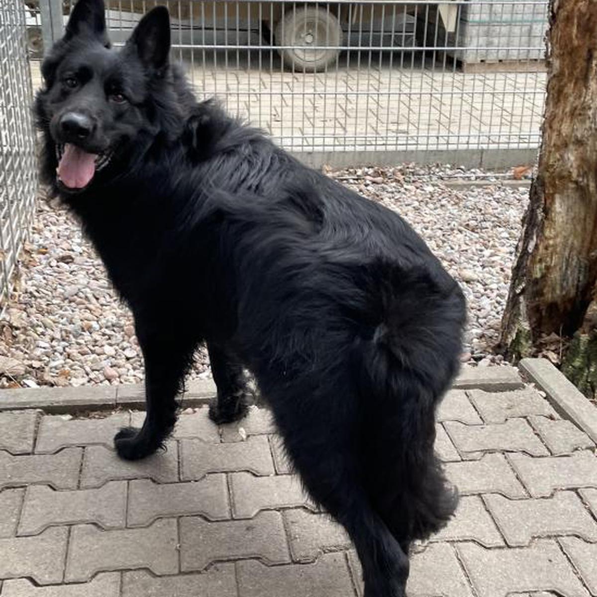 Tierheim Heppenheim: Shadow braucht ein ruhiges Zuhause