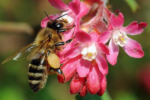 Mit Pollen bepackt landet eine Biene auf der Blüte einer Wilden Johannisbeere. Archivfoto: dpa