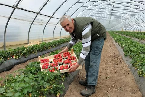 Karl-Heinz Schmidt bei der Erdbeerernte, die in diesem Jahr einige Tage früher startete als in den Vorjahren. Foto: Helmut Kaupe