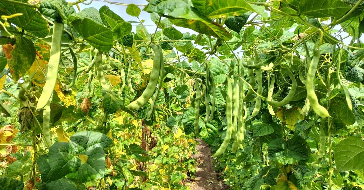 Warum ein Lampertheimer das Monopol für Stangenbohnen hat