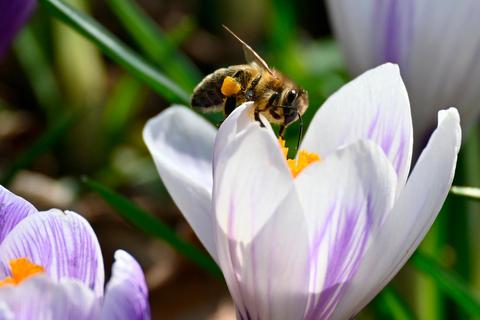 Die Nabu-Aktion soll Bienen und anderen Insekten mehr Nahrung verschaffen. © dpa
