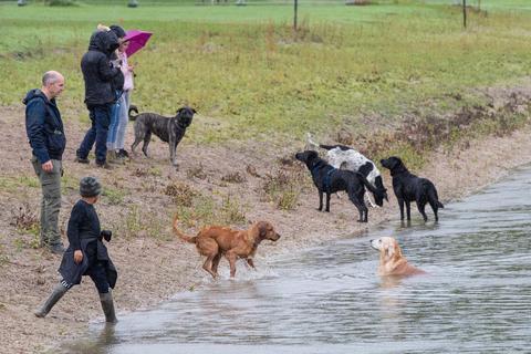 Nach dem Ende der Freibadsaison in Lampertheim wird der Badesee für einen Tag zum Planschbecken für Hunde. Die hatten trotz schlechten Wetters ihren Spaß. Foto: Thorsten Gutschalk