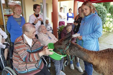 Alpakas zu Gast in der R merresidenz in Lampertheim