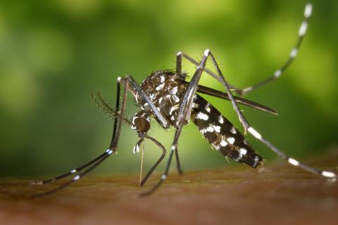 Eine weibliche Tigermücke. Die aggressiven Stechmücken können Krankheiten übertragen. Archivfoto: James Gathany/CDC/dpa