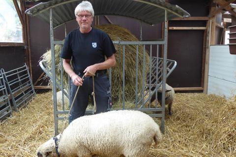 Der Spaziergang an der Leine muss noch geübt werden: Andreas Weik trainiert im Stall mit seinen Shropshire-Schafen für die Teilnahme an der Bundes-Schafschau. Foto: Claudia Stehle