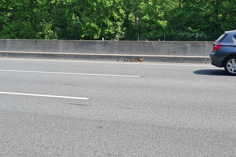 Entenfamilie auf dem Standstreifen unterwegs. Foto: Polizeipräsidium Südhessen