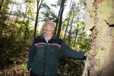 Was Hitze und Trockenheit im Wald angerichtet haben, weiß Ralf Schepp, Leiter des Forstamts Lampertheim, genau. Foto: Thorsten Gutschalk
