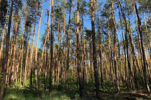 Das schaut nicht gut aus: Schwer angeschlagen sind diese Nadelbäume im Wald bei Lorsch. Foto: Matthias Rebsch