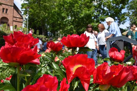 Die Blütenpracht im Lorscher Pfingstrosengarten ist einer der Hauptanziehungspunkte beim Frühlingsmarkt. Archivfoto: Hans-Jürgen Brunnengräber