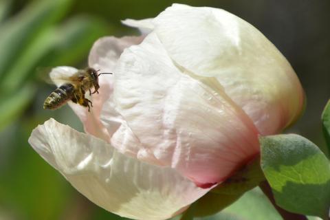 Mehr Futter für Bienen soll es in Lorsch geben. Foto: Hans-Jürgen Brunnengräber