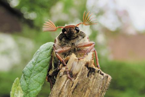 Der Maikäfer ist eins der Insekten, das Sonja Stein fotografiert. Ihre Bilder sind bis Ende September in der evangelischen Kirche Mörlenbach zu sehen. Sonja Stein