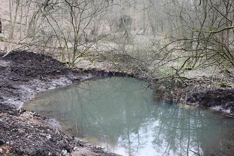 Neuer Teich in Rimbach soll Amphibien schützen