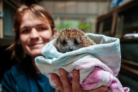 Für Tiere im heimischen Garten können Mähroboter zur tödlichen Gefahr werden. Gerade für Igel könnte es tödlich werden, wenn die Mäher nachts unterwegs sind. Im Tierheim Darmstadt kümmert sich Amelie Hoffmann um verletzte Igel.
