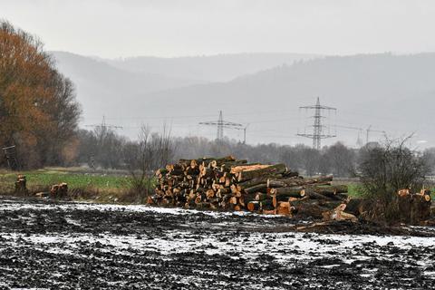 Ohne Genehmigung sind Bäume an der Landbachaue in Bickenbach geschlagen worden. Die Gemeinde steht dafür in der Kritik. Foto: Dirk Zengel