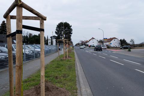 Nur auf einer Seite der Zwingenberger Straße in Bickenbach sind Bäume gepflanzt worden. Auf der gegenüberliegenden Seite hätten Wurzelwerk und Versorgungsleitungen einander in die Quere kommen können, erklärt die Gemeindeverwaltung. © Leila Martin