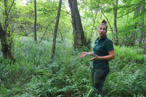 Im Naturschutzgebiet Faulbruch bei Dieburg erläutert Lisa Wettklo vom Forstamt Dieburg das Biotop. Ulrike Bernauer