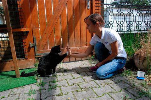 Polly schlägt mit ihrer Pfote ein "High Five" ein. Die Dieburger Katzenpsychologin Carmen Schell hat sich vor fünf Jahren mit "Cattalk" selbstständig gemacht.  Foto: Christina Kolb  