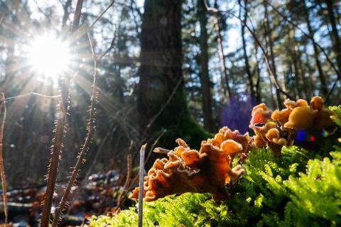 Eine abwechslungsreiche Herbstwanderung bieten die Dieburger Naturfreunde im Odenwald an. Symbolfoto: dpa