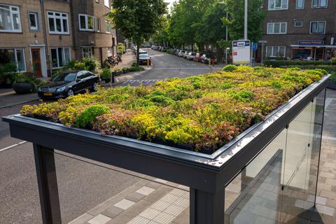 Die Sedum-Pflanze will Griesheim zur Begrünung des Gleisbetts der Straßenbahn nutzen. Andernorts, wie hier in Utrecht, werden damit auch Haltestellendächer begrünt. Archivfoto: Imago