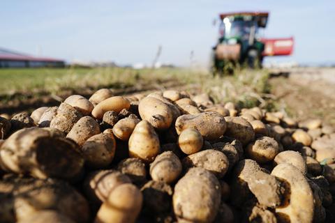 Die Trockenheit lässt die Kartoffelernte geringer ausfallen. Aber auch höhere Produktionskosten belasten die Bauern. Foto: dpa