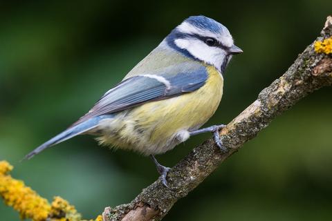 Bestandsaufnahmen des Nabus zeigen, dass die Populationen einiger Vogelarten in den vergangenen Jahren zurückgehen. Foto: Patrick Pleul/dpa