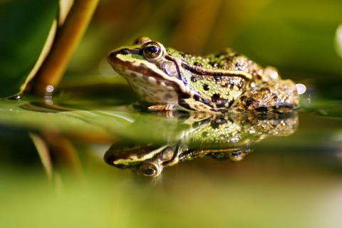 Wannen für Amphibien hat der Nabu Seeheim-Jugenheim zu Wassertränken für andere Wildtiere umfunktioniert.  Archivfoto: dpa