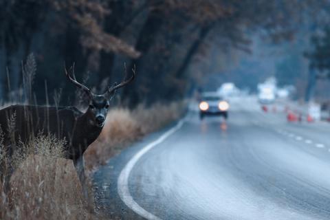 In der Morgen- und Abenddämmerung müssen sich Verkehrsteilnehmer verstärkt auf Wildwechsel einstellen.  Foto: dpa