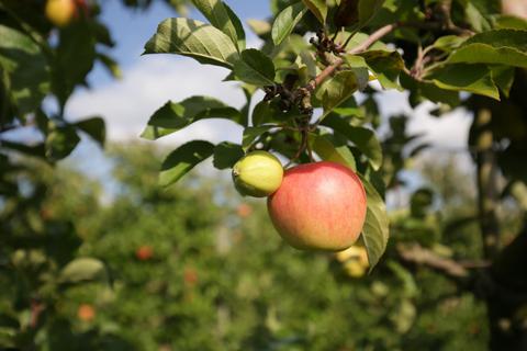 Die Äpfel ernten, bevor sie vom Baum fallen – das macht die Aktion mit dem „Gelben Band“ auch im Landkreis möglich. Archivfoto: Guido Schiek