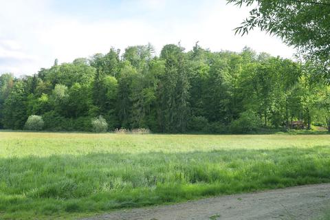 In der Nähe des Eisteiches bei Groß-Bieberau könnte eine stillgelegte Waldfläche entstehen. Ulrike Bernauer