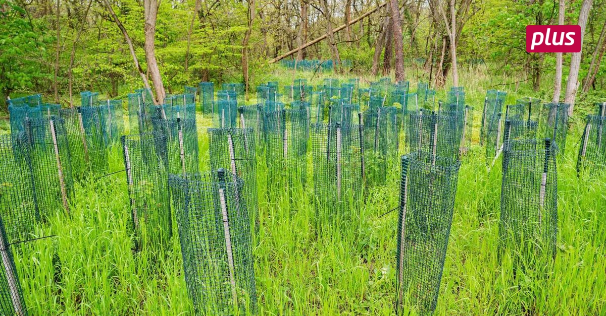 Braunshardter Tännchen leidet unter Folgen der Dürrejahre