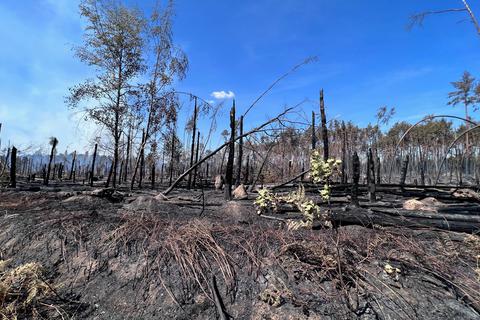 Der Großbrand im Wald bei Münster ist unter Kontrolle. Mehrere Hektar Wald wurden zerstört. Foto: Christina Kolb