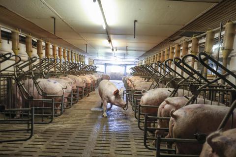 Die Schweinefleischproduktion ist eng getaktet und die Ferkel dieser trächtigen Sauen auf Bauer Seegers Hof warten nicht damit, auf die Welt zu kommen. Foto: Guido Schiek