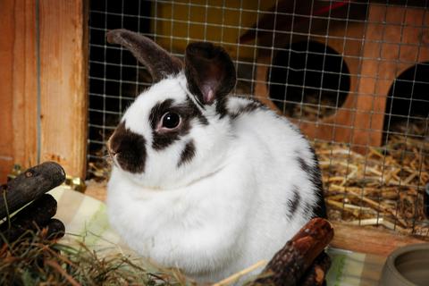 Kaninchen wie Brownie werden häufig unterschätzt, sowohl, was den Aufwand, die Kosten und die Lebenserwartung angeht.