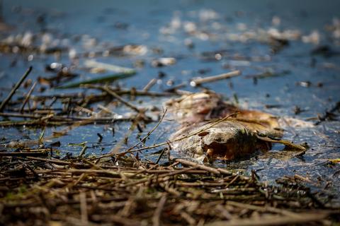Fischsterben am Reinheimer Teich:  Die Ursachen dafür sollen nun untersucht werden.               Foto: Sascha Lotz